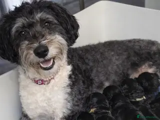 Mixed Breed dogs Double doodle Puppies - Advert 4