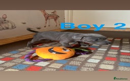 Staffordshire Bull Terrier dogs for sale: RARE BLUE MERLE STAFFORDSHIRE BULL TERRIER PUPPIES - Image 16
