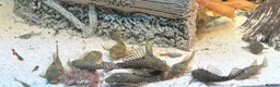 Plecos fish for sale: Male and female pleco - Advert 3