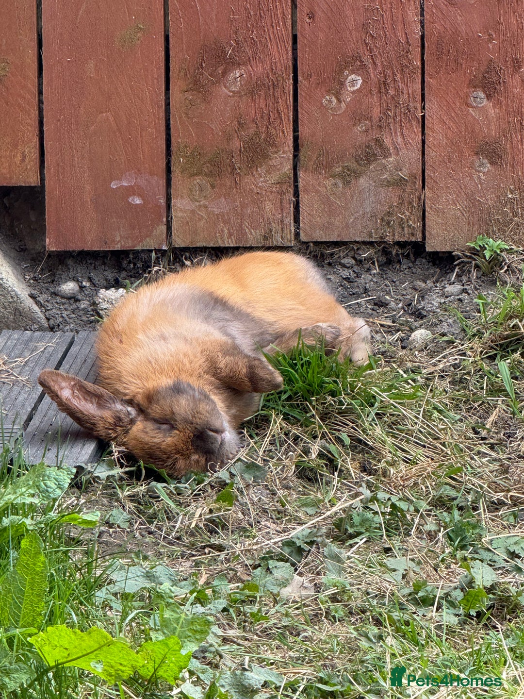 Mini Lop rabbits for sale: Mini lop free to a good home - Image 1