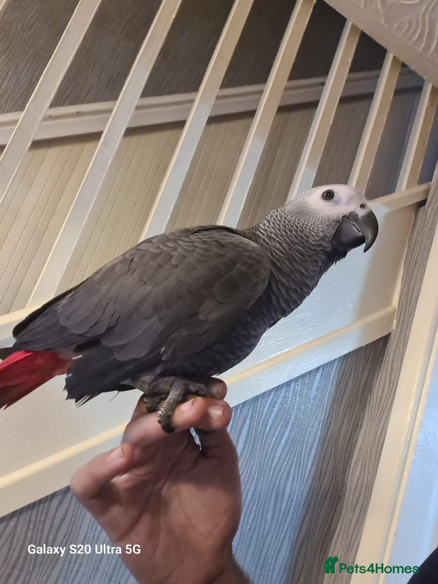 Parrots birds Male Congo African Grey + Cage - Advert 1