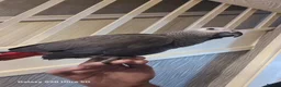 Parrots birds for sale: Male Congo African Grey + Cage - Advert 1