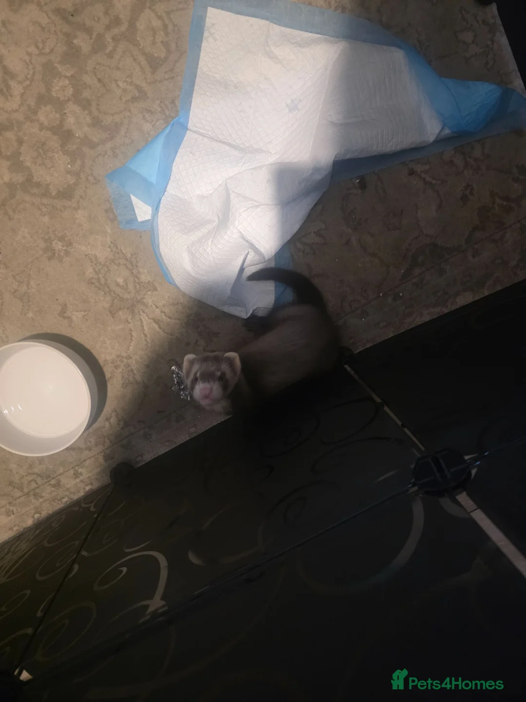 Ferret rodents for sale: 10 week old male ferret  - Advert 2