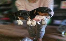 Dachshund dogs for sale: KC Registered Shorthaired dachshunds  - Image 23