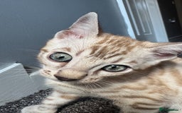 Bengal cats for sale: 🔥🏆OUTSTANDING SHOW BENGALS… READY 26th AUGUST💯 - Image 4