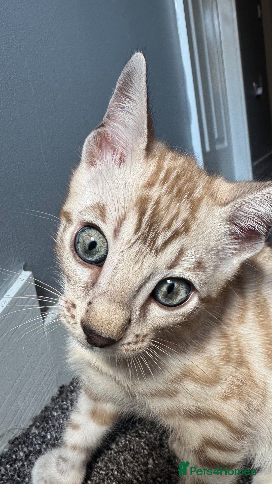 Bengal cats for sale: 🔥🏆OUTSTANDING SHOW BENGALS… READY 26th AUGUST💯 - Image 4