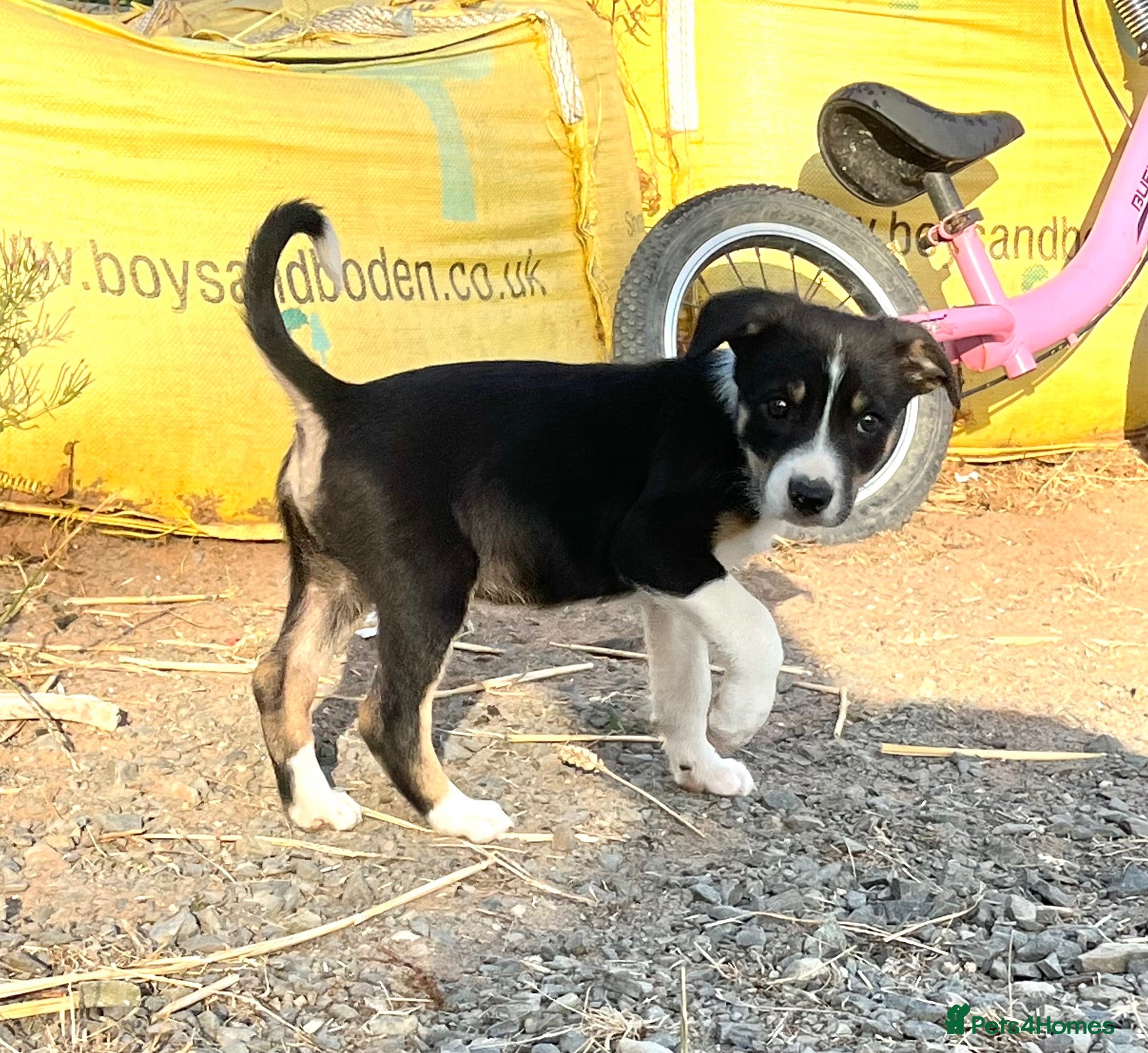 Border Collie dogs READY NOW 🌟 - Advert 1