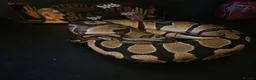 Python Snake reptiles for sale: Male royal python with full setup - Advert 3