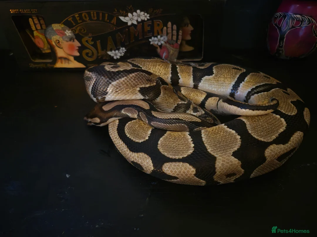 Python Snake reptiles for sale: Male royal python with full setup - Advert 3