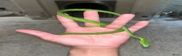 Snake reptiles for sale: Asian Vine Snake - the most beautiful snake! - Advert 4