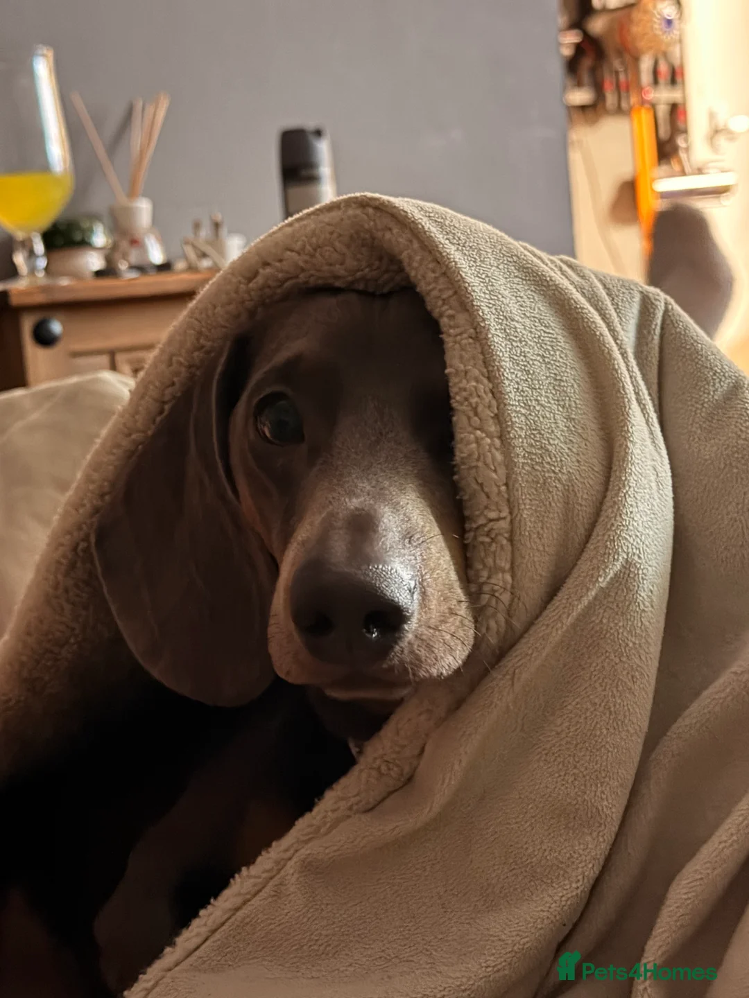 Dachshund dogs for stud: Beautiful stud with great conformation and muscle  - Advert 4