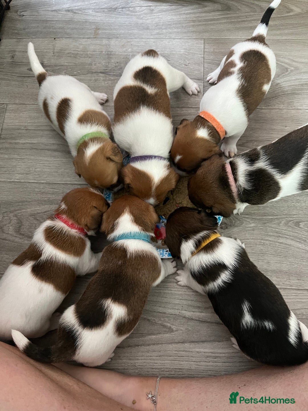 Jack Russell dogs for sale: Beautiful Jack Russell Puppies - Image 8