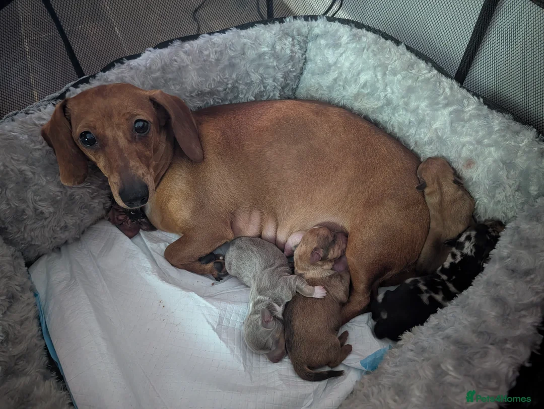 Chiweenie dogs for sale: 4 gorgeous chiweenie puppies ready in 5 weeks  - Advert 1