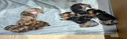 Miniature Dachshund dogs for sale: 🐾 Miniature Dachshund Puppies – KC registered 🐾 in Birmingham - Advert 23