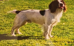 English Springer Spaniel dogs for sale: Pretty puppies with working parents ready now - Image 12