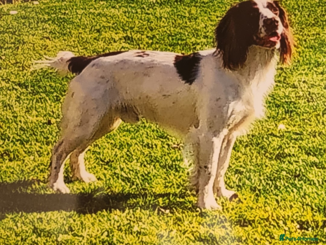 English Springer Spaniel dogs for sale: Pretty puppies with working parents ready now - Image 12