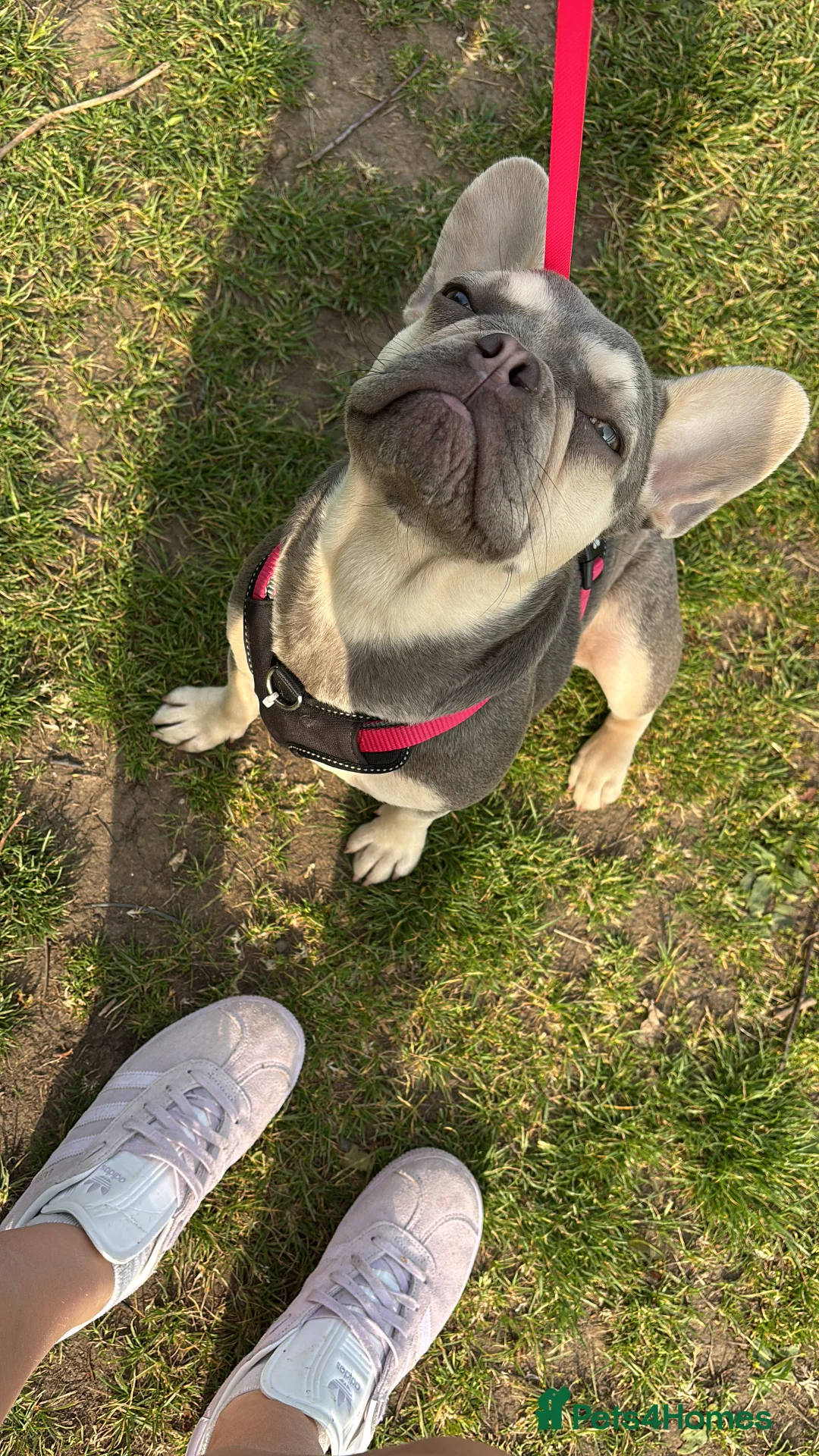 French Bulldog dogs for sale: French bulldog  in Stowmarket - Advert 6