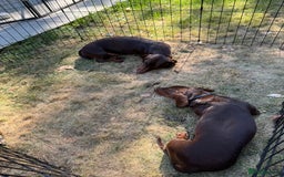 Miniature Dachshund dogs for sale: Two beautiful dachshunds need a new home! - Image 2