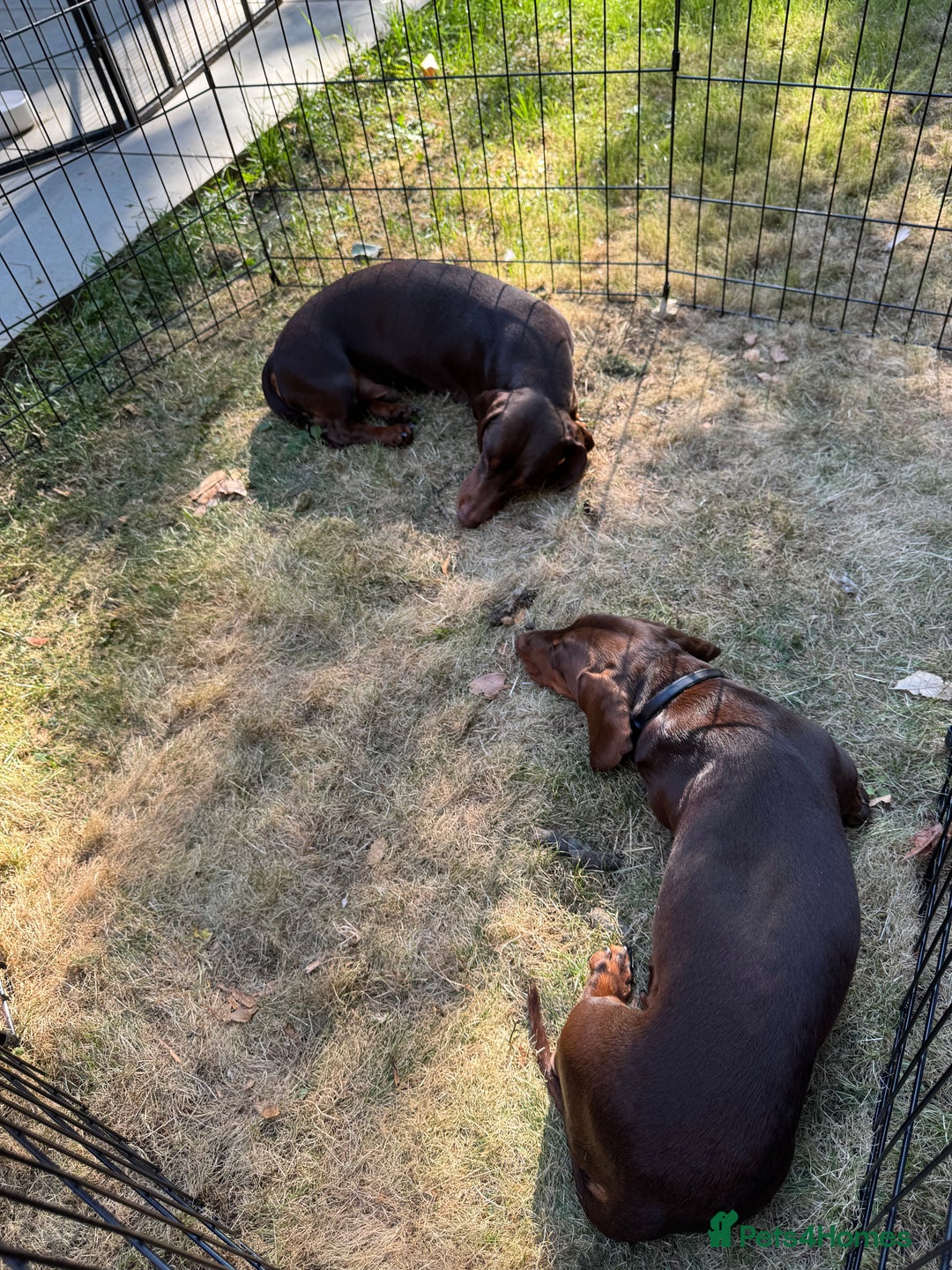 Miniature Dachshund dogs for sale: Two beautiful dachshunds need a new home! - Image 2