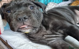 Mixed Breed dogs for sale: Olde english bully x staffordshire bull terrier - Image 4