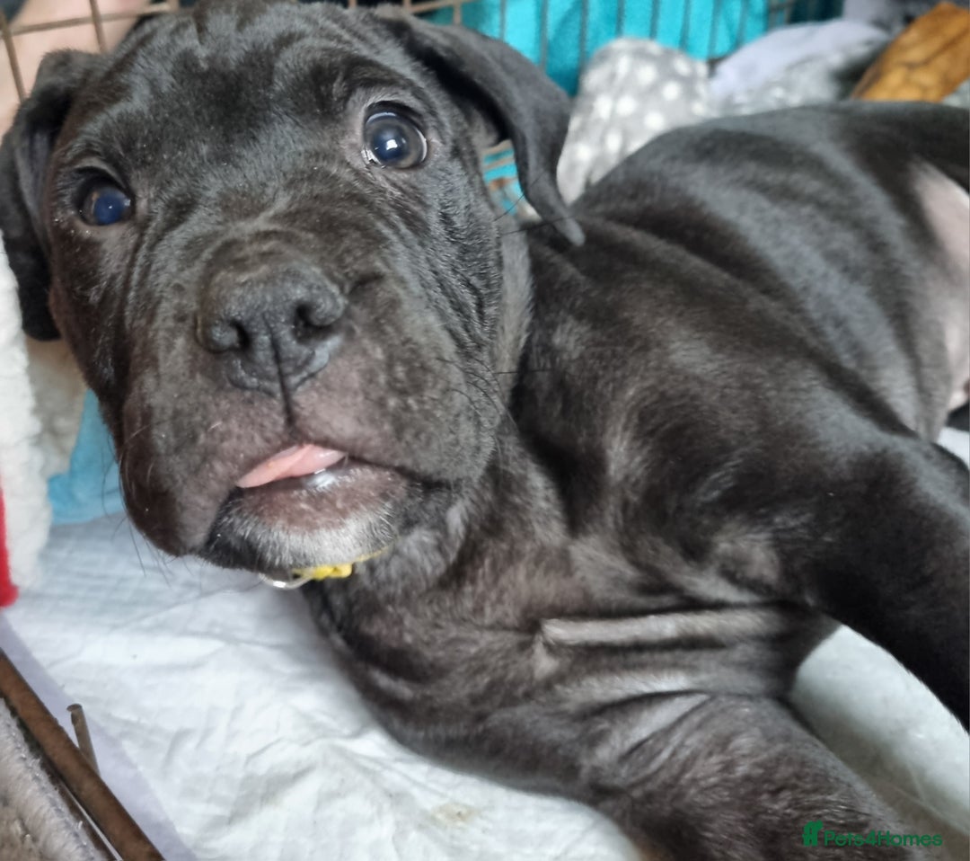 Mixed Breed dogs for sale: Olde english bully x staffordshire bull terrier - Image 4