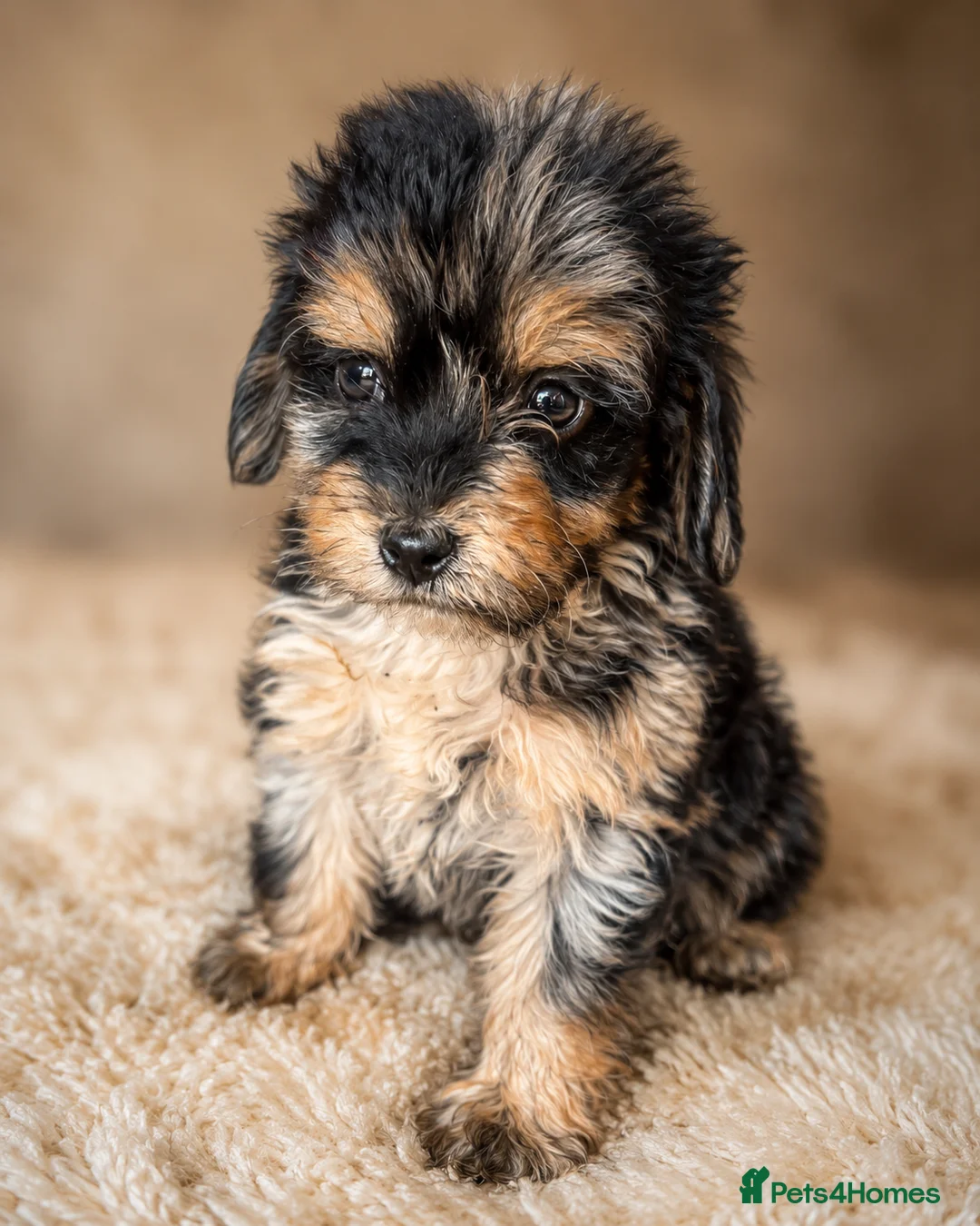 Cockapoo dogs for sale: 🐾Beautiful Mixed litter of F1 cockapoo Puppys🐾 - Advert 1