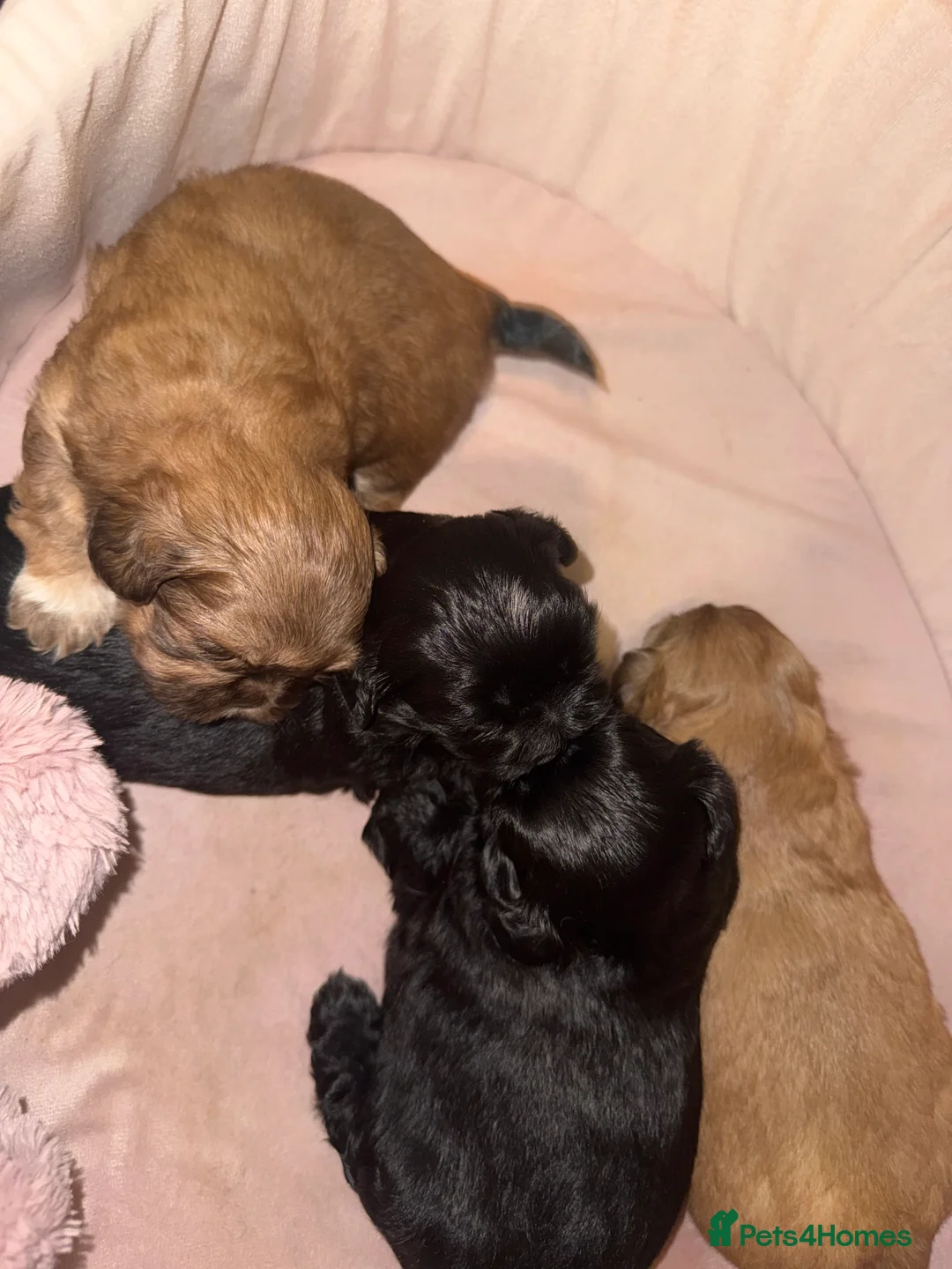 Shih Tzu dogs for sale: Shih Tzu - Advert 1