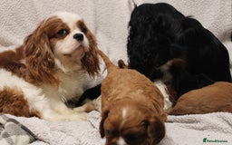 Cavalier King Charles Spaniel dogs for sale: Beautiful Cavalier king charles spaniel puppies - Image 20