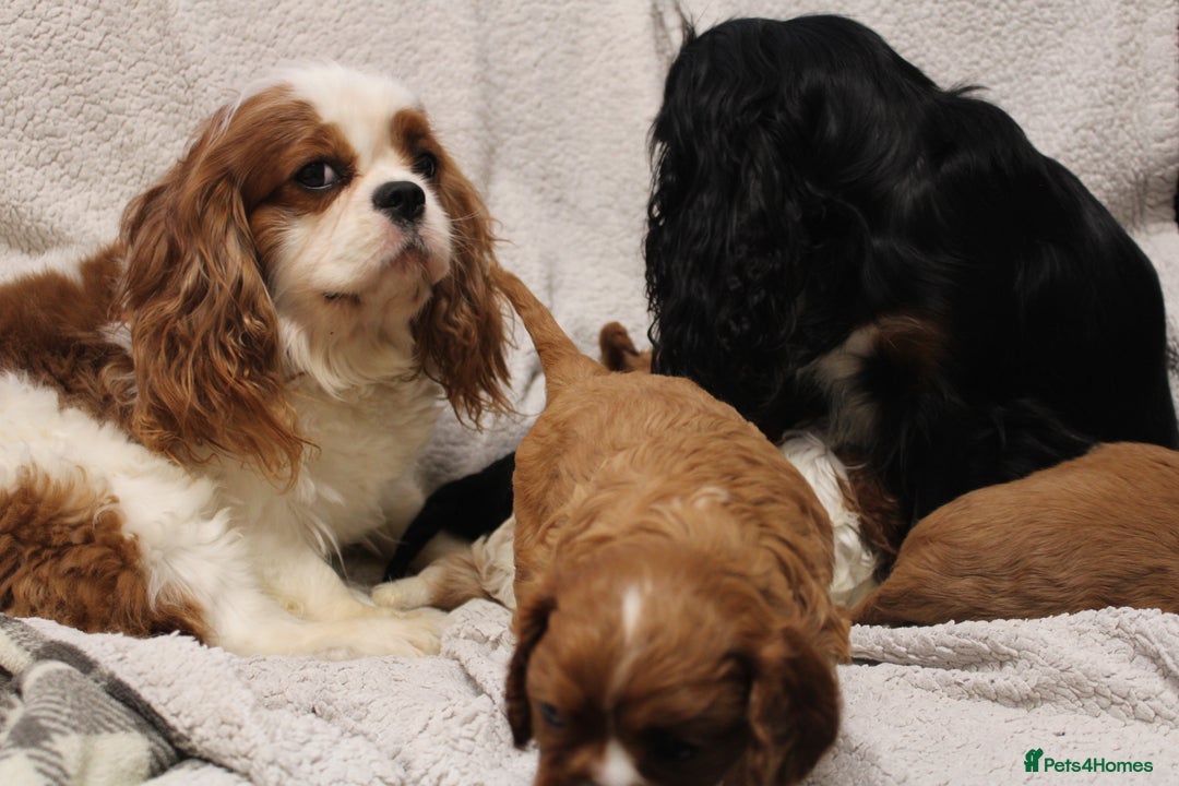 Cavalier King Charles Spaniel dogs for sale: Beautiful Cavalier king charles spaniel puppies - Image 20