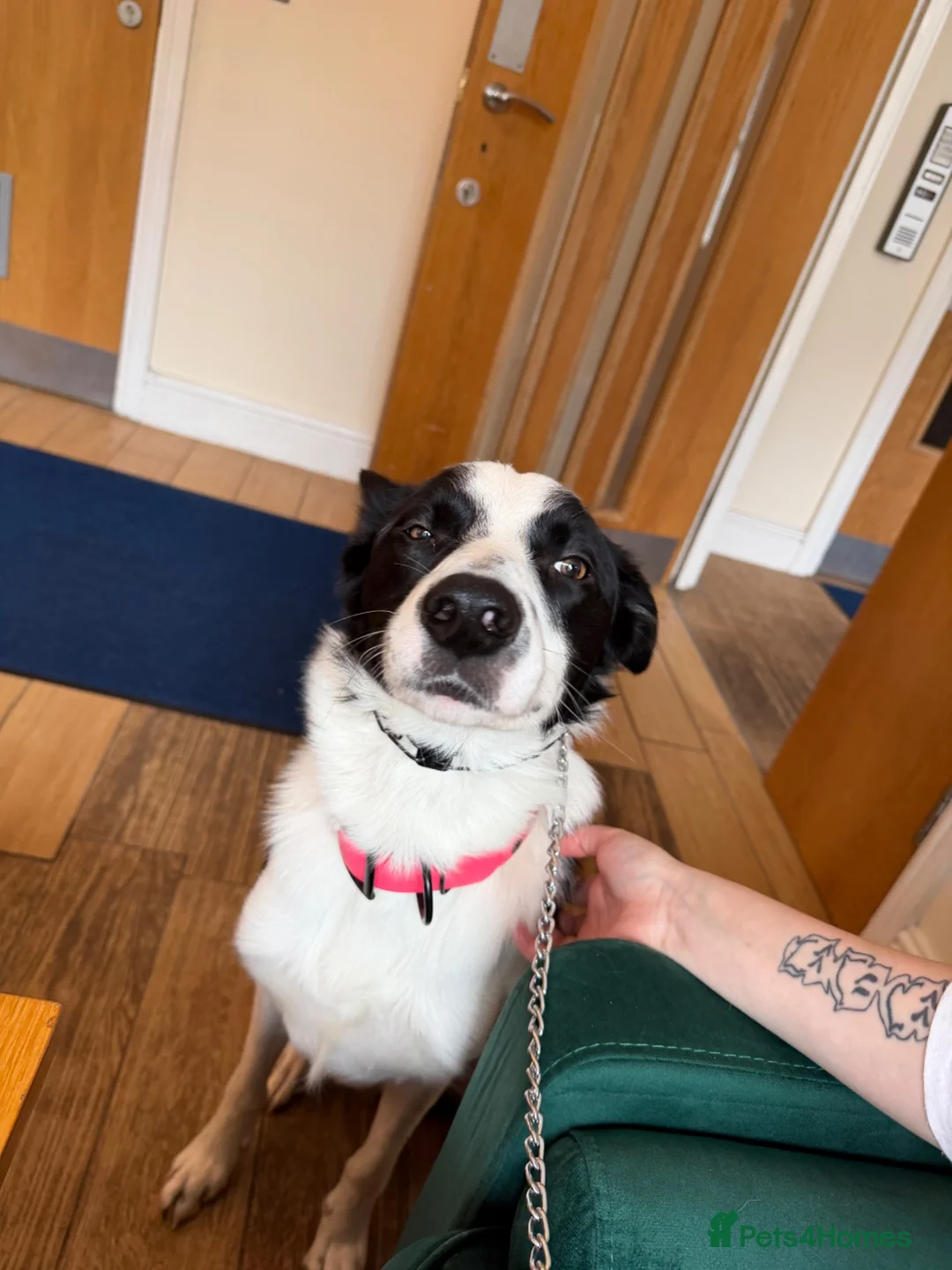 Border Collie dogs for sale: border collie - Advert 5
