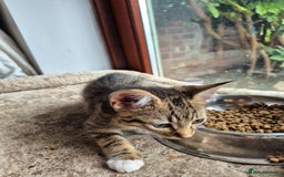 Mixed Breed cats for sale: 2 x male kittens - Image 6