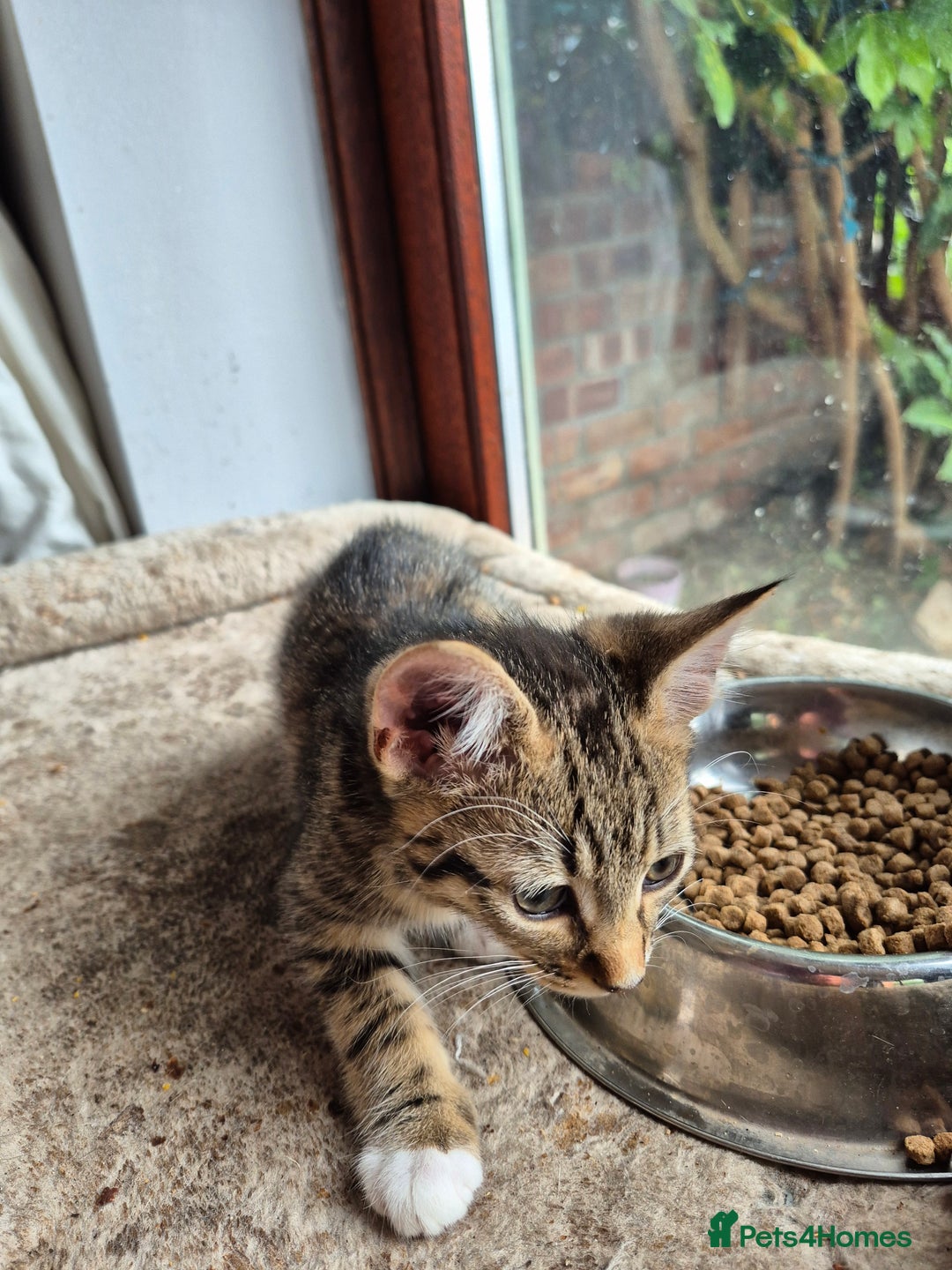 Mixed Breed cats for sale: 2 x male kittens - Image 6