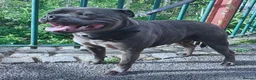 Staffordshire Bull Terrier dogs for sale: Beautiful chunky blue staffies  - Advert 4