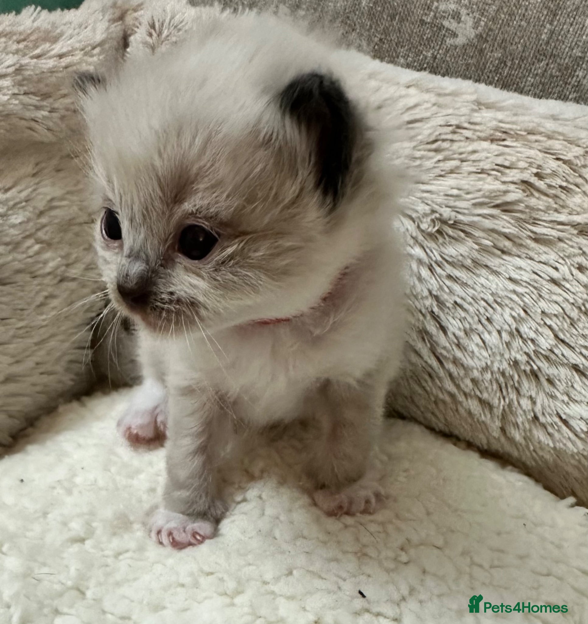 Ragdoll cats 🎀GCCF bi/point champion sired ragdolls 🎀 - Advert 1