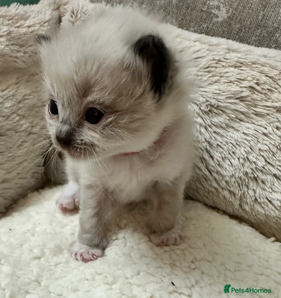 Ragdoll cats for sale: 🎀GCCF bi/point champion sired ragdolls 🎀 - Advert 1