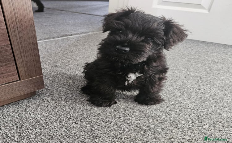 Miniature Schnauzer dogs - Advert 1