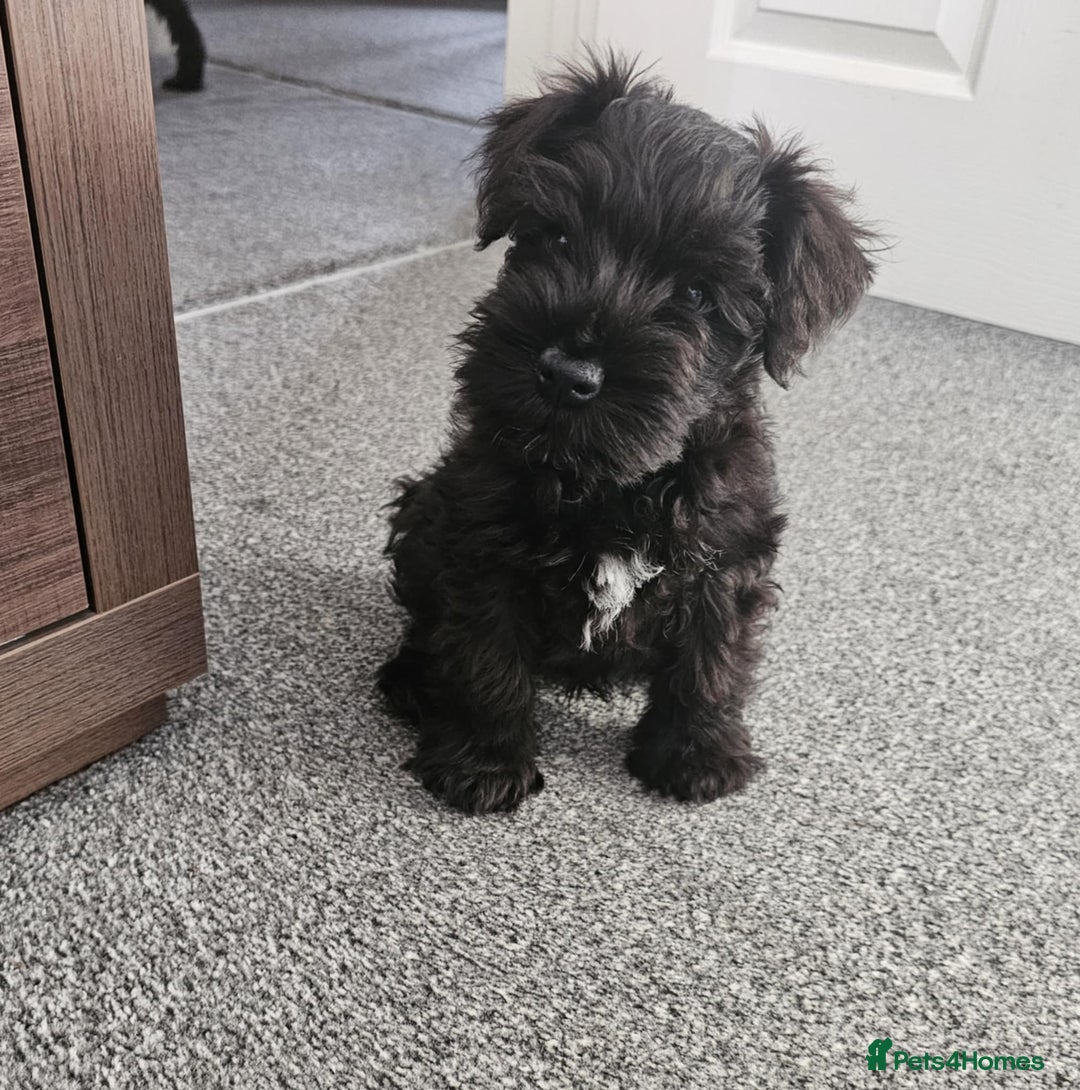 Miniature Schnauzer dogs for sale: Miniature Schnauzer puppies - Image 1