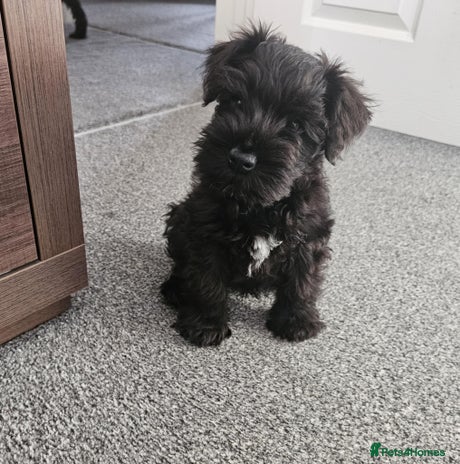 Miniature Schnauzer dogs - Advert 1