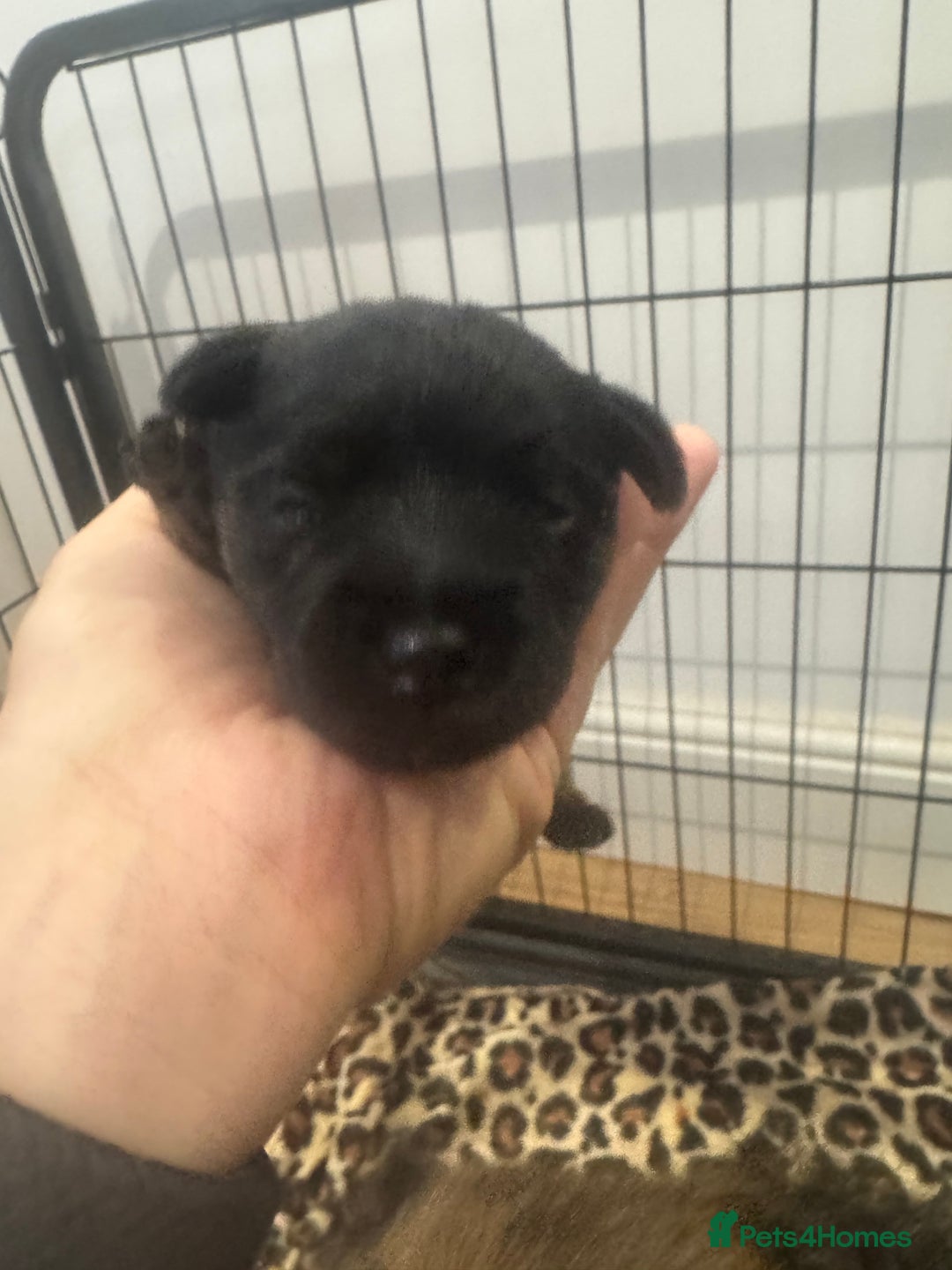 Border Terrier dogs for sale: Beautiful borders  - Image 3