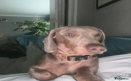 Miniature Dachshund dogs for stud: Isabella and tan mini dachshund - Image 4