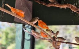 Canaries birds for sale: Canaries for sale beautiful markings  - Image 11