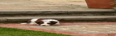 Border Collie Puppy ‘Morse’