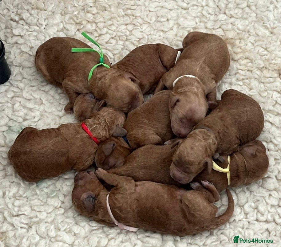 Mini Goldendoodle dogs Mini goldendoodle puppy’s ✨licensed breeder  - Advert 2