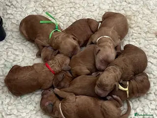 Mini Goldendoodle dogs Mini goldendoodle puppy’s ✨licensed breeder - Advert 2