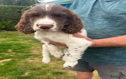 English Springer Spaniel dogs for sale: FTCH x FTAW Springer spaniel - Image 8