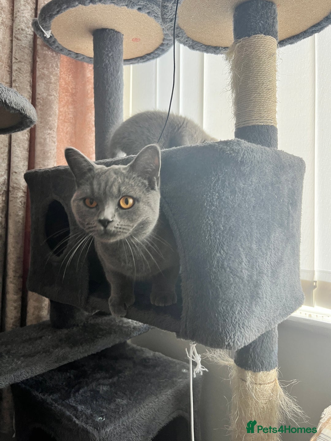British Shorthair cats for sale: British shorthair hair kittens  - Image 10