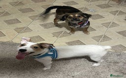 Mixed Breed dogs for sale: Beautiful female puppy.  - Image 4