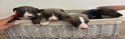 Whippet dogs for sale: Whippet puppies  - Advert 15