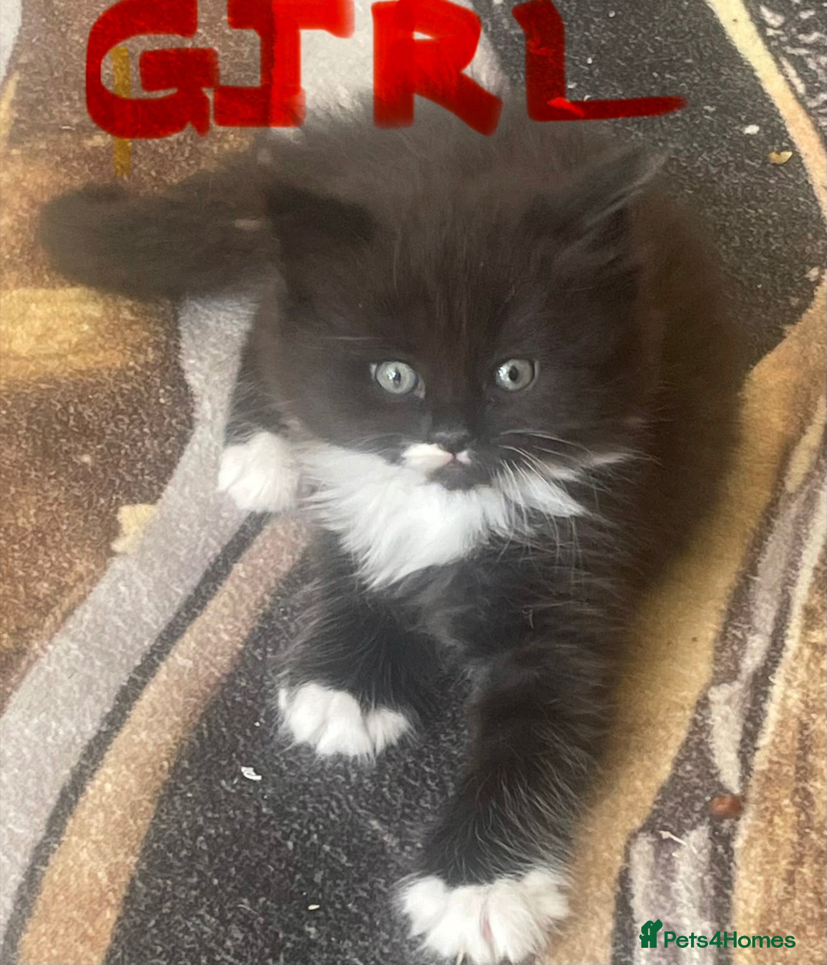Mixed Breed cats 3 gorgeous fluffy kittens for sale - Advert 16