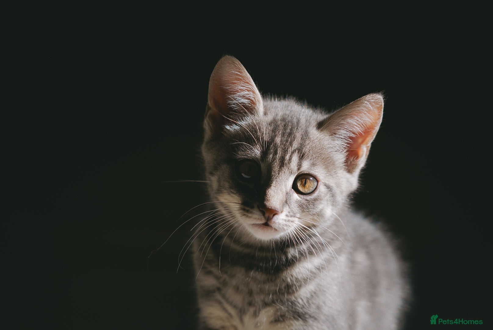 Mixed Breed cats 🐾 Last male kitten Looking for forever home  - Advert 5